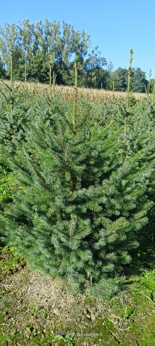 Świerk serbski, własna plantacja kopane z gruntu choinki żywopłot