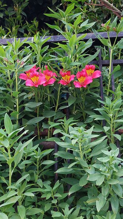 Alstroemérias Pitchounes Gaspard, Majestic montsoreau, Pitchounes Rosie