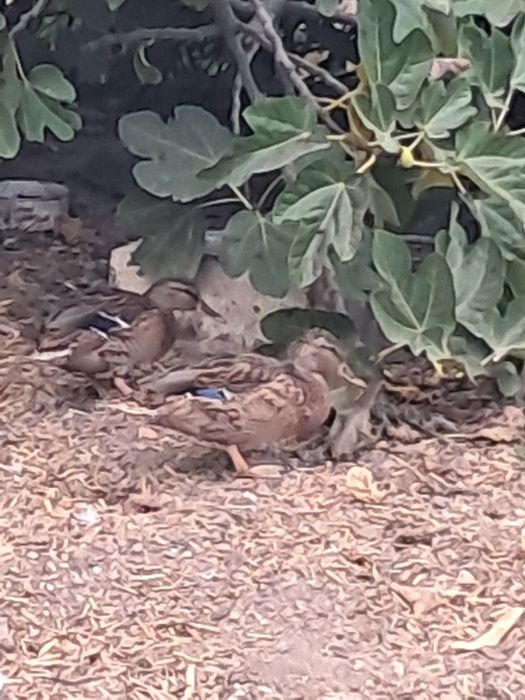 2 Patas Reais prontas a criar