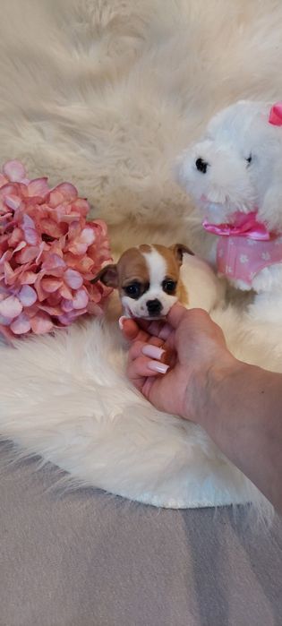ZAREZERWOWANA !! Chihuahua malutka urocza sunia