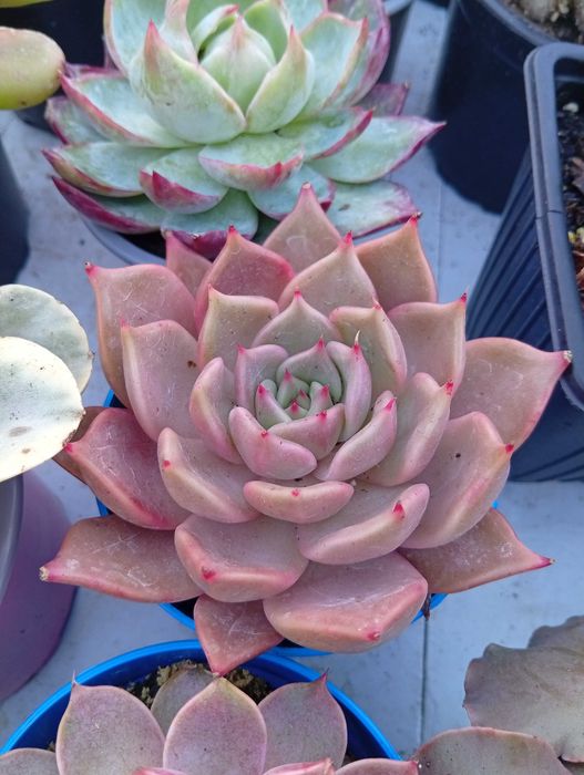 Suculentas várias espécies