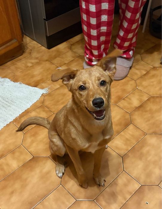 Adoção Responsavél - Paçoca