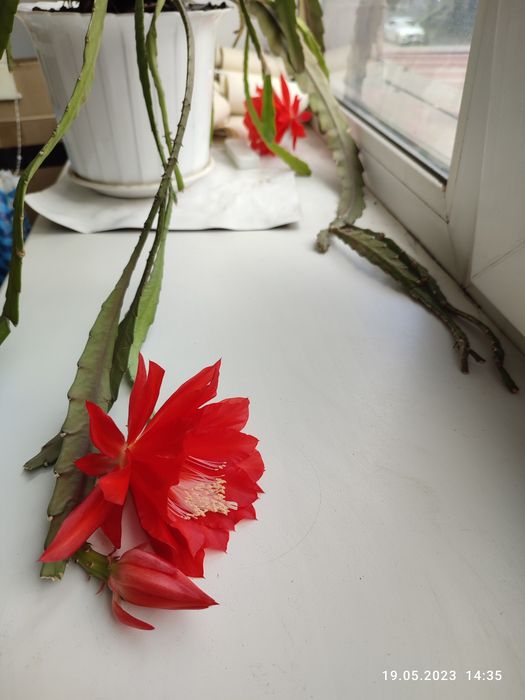 Эпіфілум червоний (Epiphyllum)