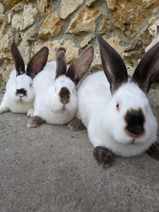 Кроликів хлопчики ,та дівчата
