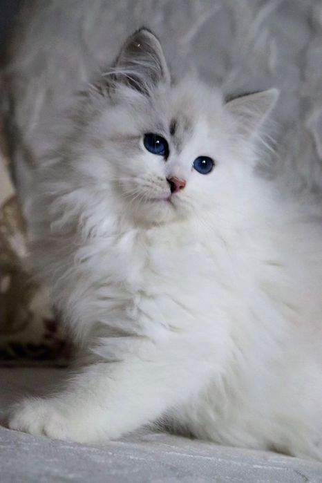 Piękny Kocurek Neva Masquerade po International Champion