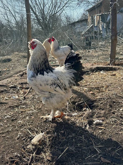 Півні породи світла брама