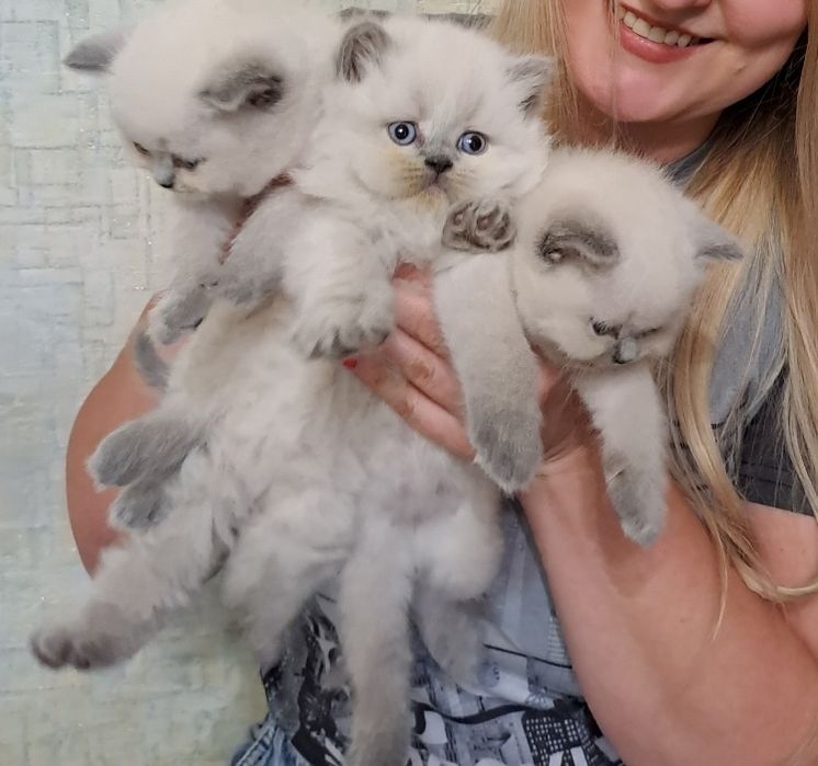 Шотландські кошенята. Блю поінт.