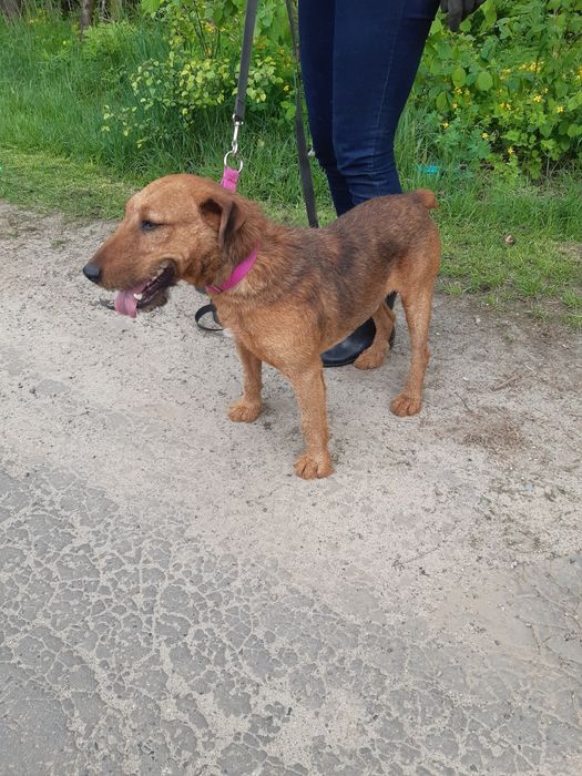 Śliczny mały piesek Dingo do adopcji ze schroniska.
