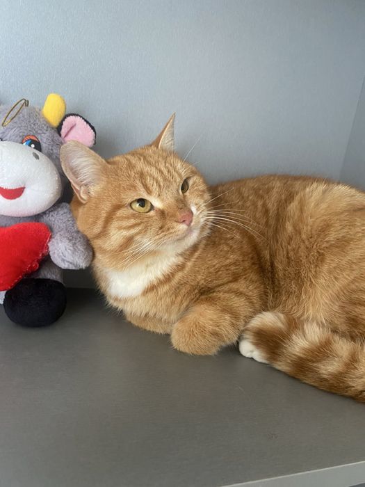 Девочка стерилизована спасена