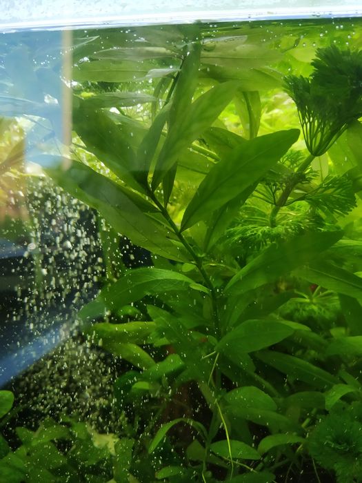 Hygrophila corymbosa siamensis roślina akwariowa orzech wodny WYSYŁKA