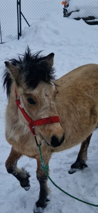 Kucyk ogier 8 miesięcy
