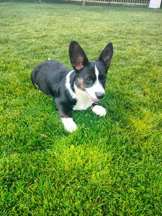 Welsh Corgi Cardigan FCI