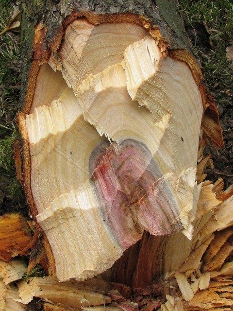 Drewno Mirabelka / wedzania / kominek