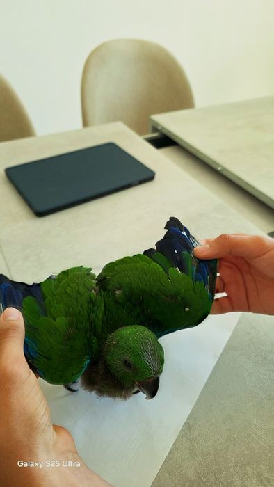 Macho de papagaio Ecletus
