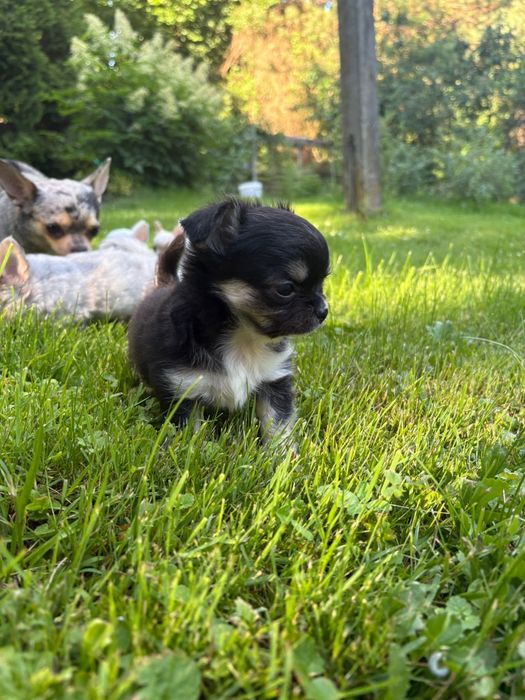 Chihuahua długowłosy piesek