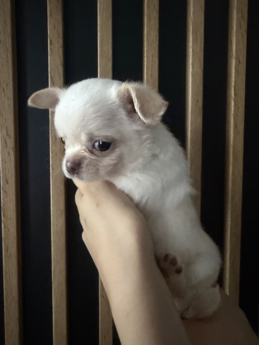 Chihuahua krótkowłosy