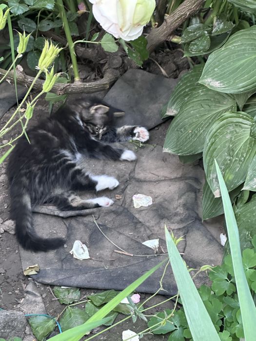 Кошенята в добрі руки