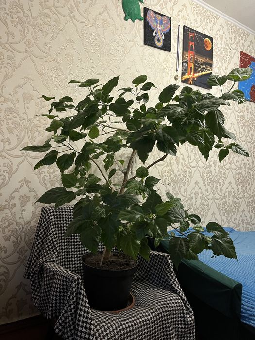Китайская роза гибискус