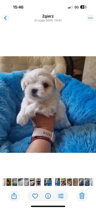 Maltańczyk piesek z rodowodem ZKwP FCI