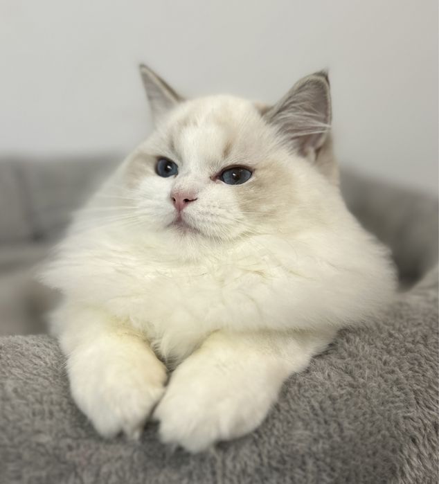 Kotka Ragdoll hodowlana blue bicolor lynx FPL/FIFE do hodowli