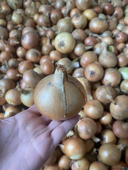 Sprzedam piękną cebule
