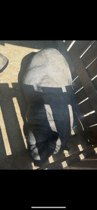 Вʼєтнамські поросята