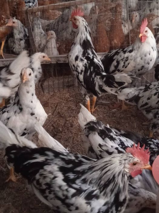 Інкубаційні яйця Леггорн Далматинець