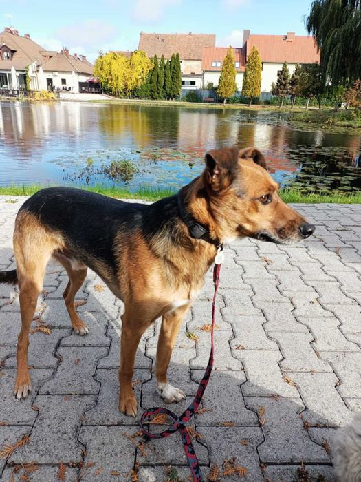 Kochany, cudny, najłagodniejszy piesek prosi o dom