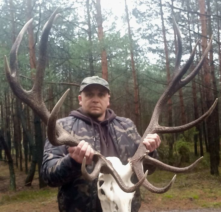 Poroze jelenia wieniec