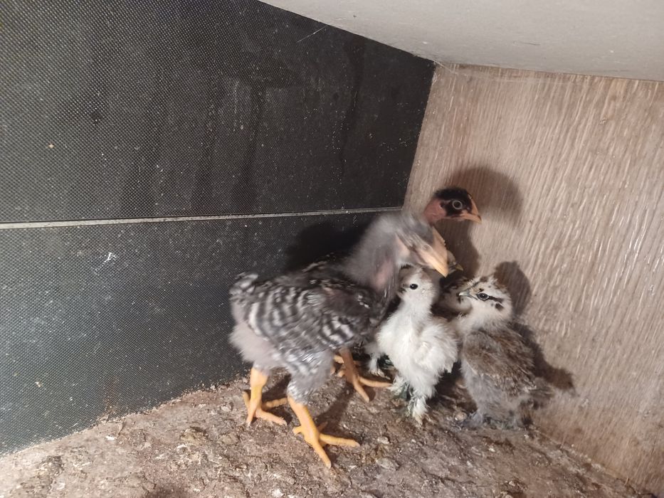 Aves capoeira pintos