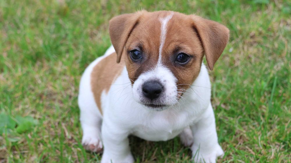 Uroczy Piesek - Jack Russell Terrier z hodowli "BREFIO"/ bada. genet./odbiór