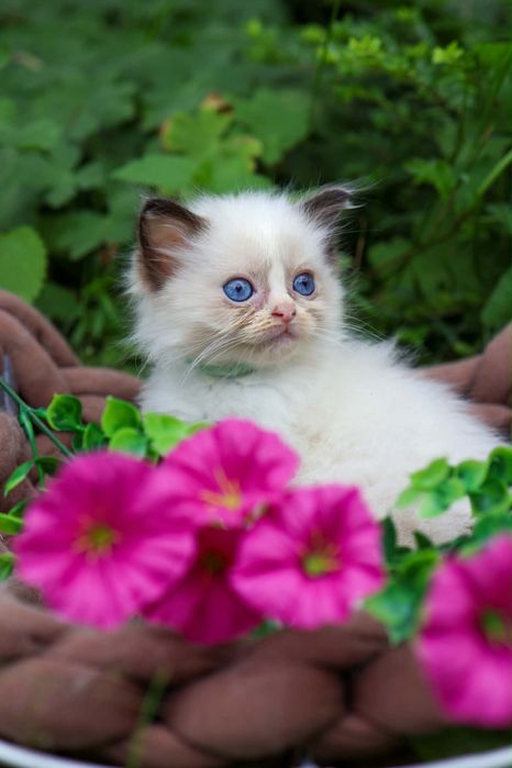 Willi kocurek ragdoll