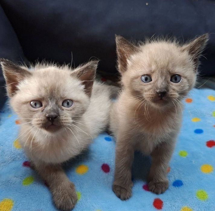 Сиамские котята продам