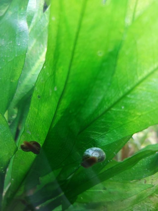 Caracol-Ramshorn