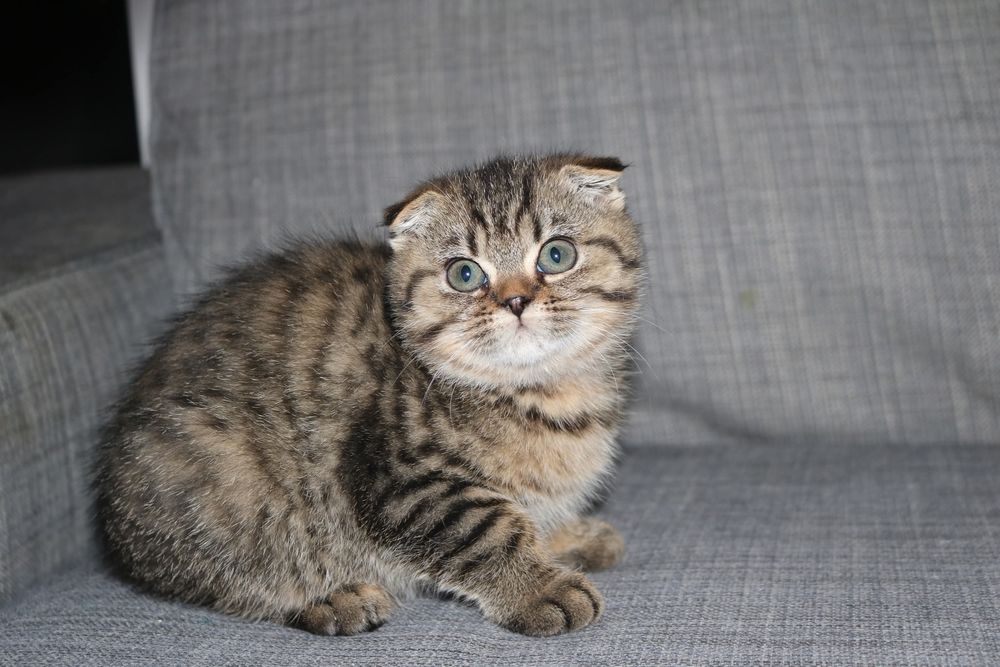 Uma gatinha scottish fold