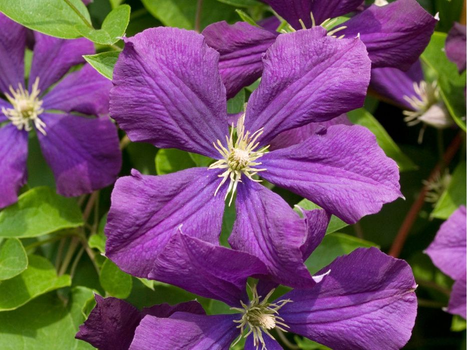 Clematis, powojnik, clematisy -różne kolory,niebieski, biały..