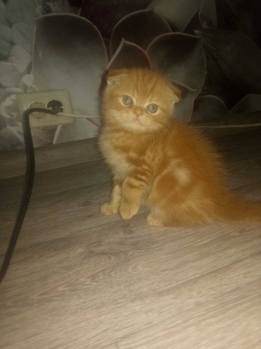 Вязка шотландский вислоухий