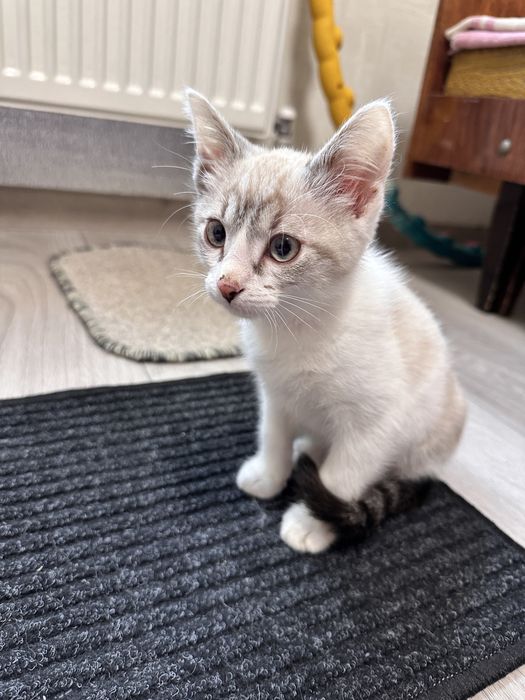 Кошеня шукає сімʼю