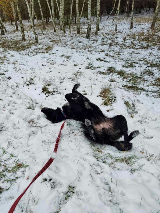 Czy niedowidzący pies ma szanse na dom?