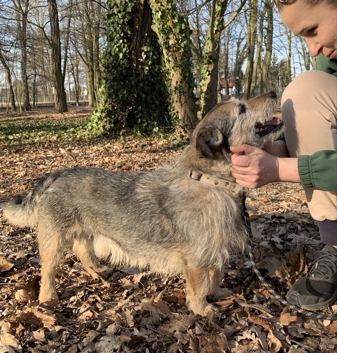 BLAGAMY! Jamniczek zostal sam po śmierci pani - POMOCY!