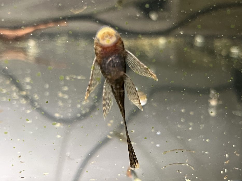 Zbrojniki 2-3cm płetwa krótka i welon.