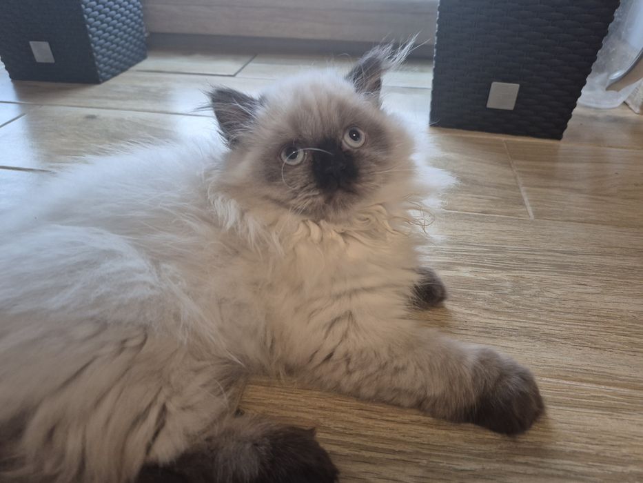 Ostatni Kot brytyjski kotka  point czekoladowy długowłosy