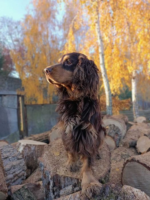 Англійський кокер спаніель шукає дівчинку