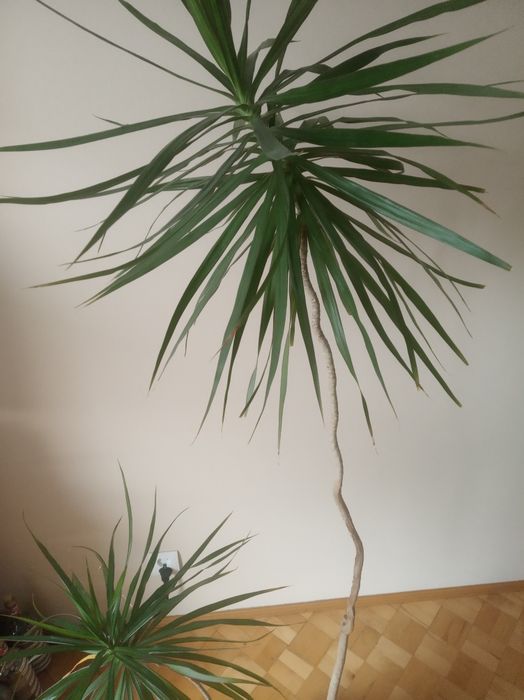 Piękny kwiat dracena 170 cm