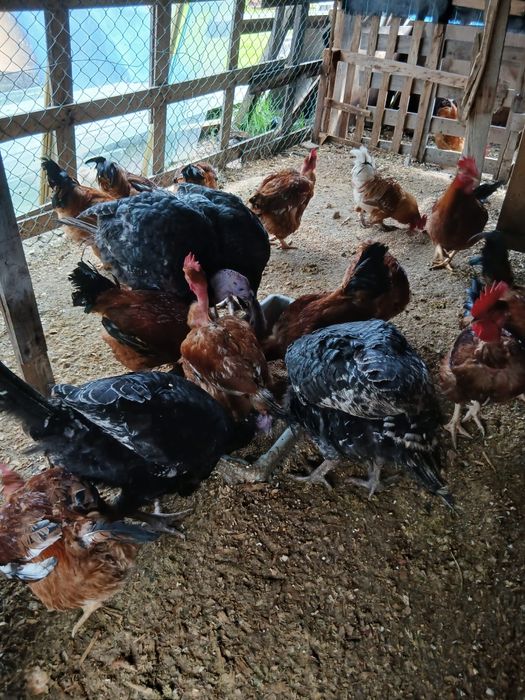 Vendo perus para carne e criar ,e galos