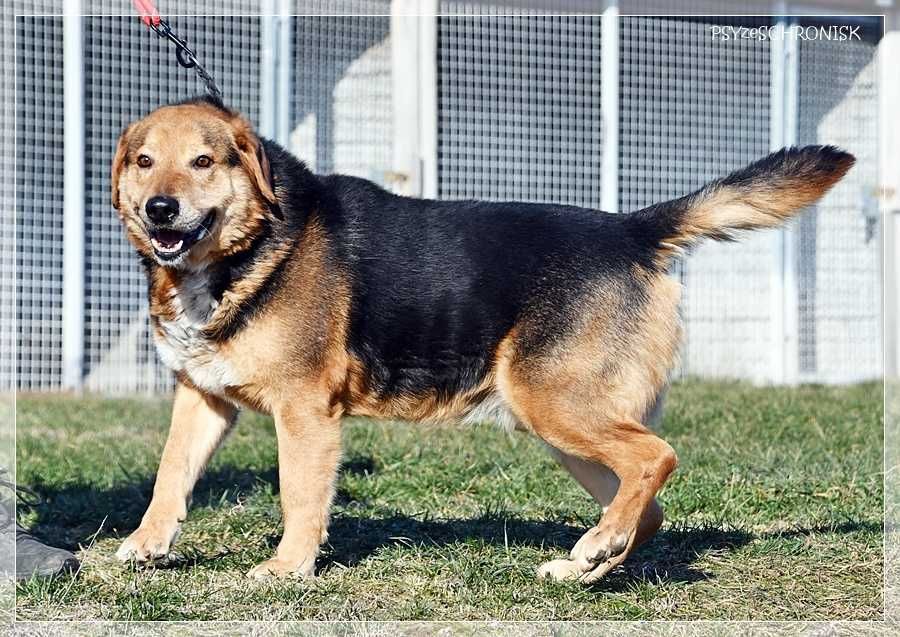 Witek – przy człowieku rozkwita jakby był szczeniakiem