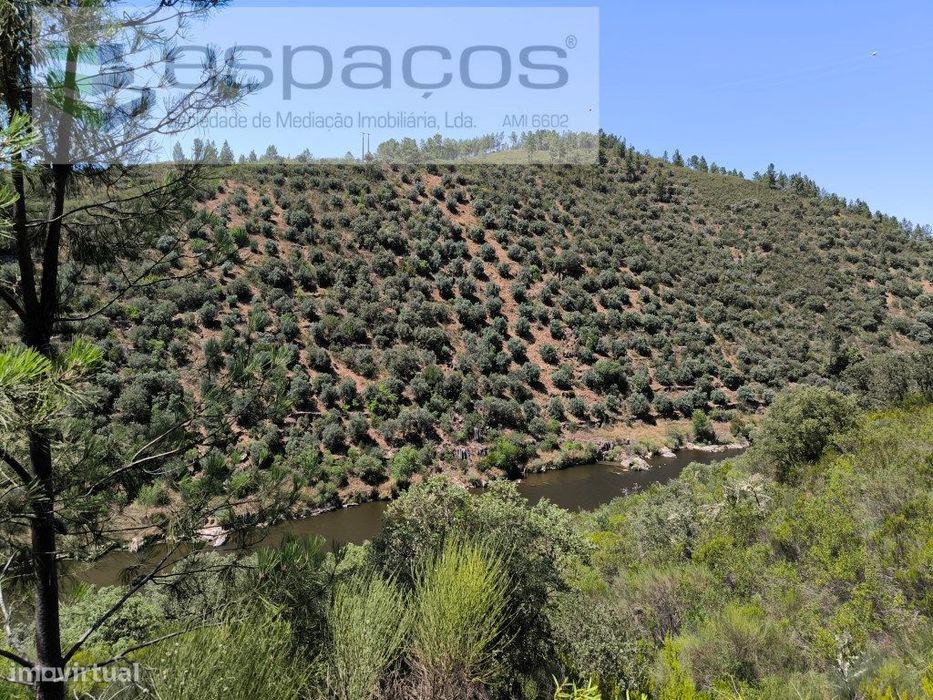 Olivar tradicional a confinar com o rio