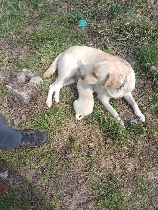 Щенок лабрадора метис