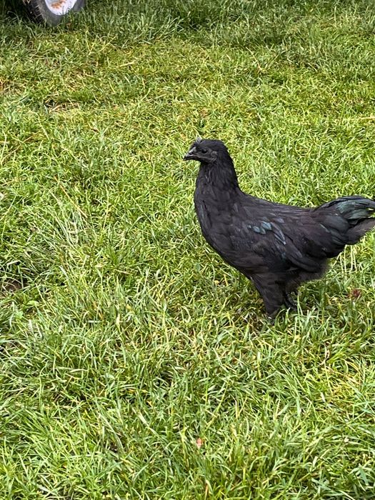 Pisklęta ayam cemani