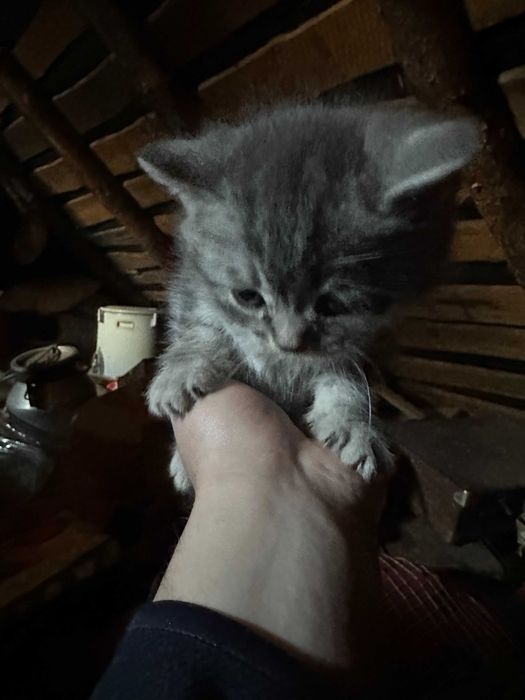 Породистие кошенята